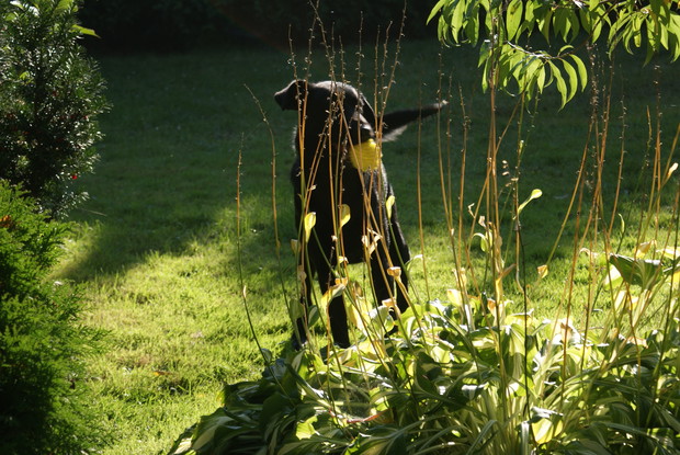 Nasz pies też się relaksuje:-)