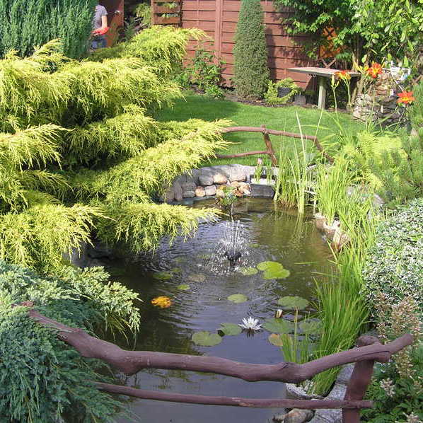 Nasze oczko wodne zabezpieczone gałęziami z orzecha .