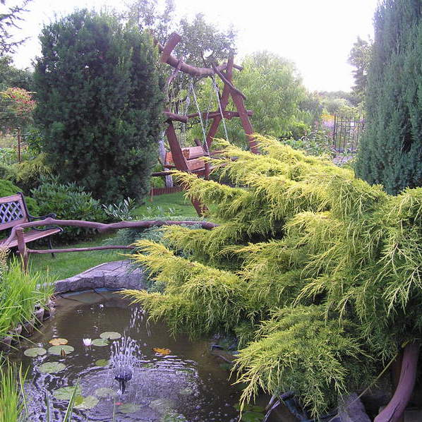 Nasze oczko wodne zabezpieczone gałęziami z orzecha .