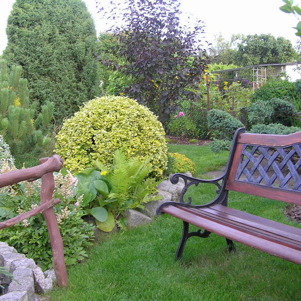 Nie tylko kule z bukszpanu ale również z trzmieliny.