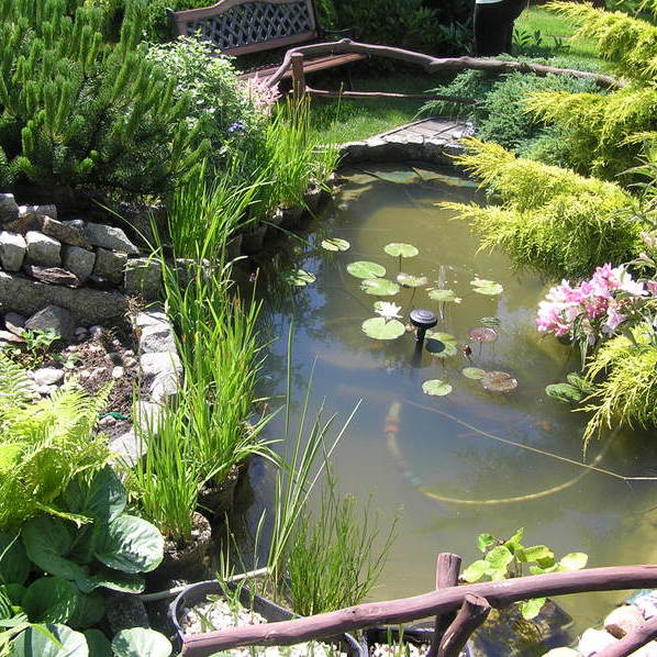 Oczko wodne i kwitnące w nim lilie wodne.