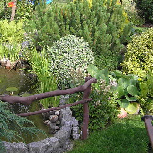 Oczko wodne można obserwować na ławeczce.