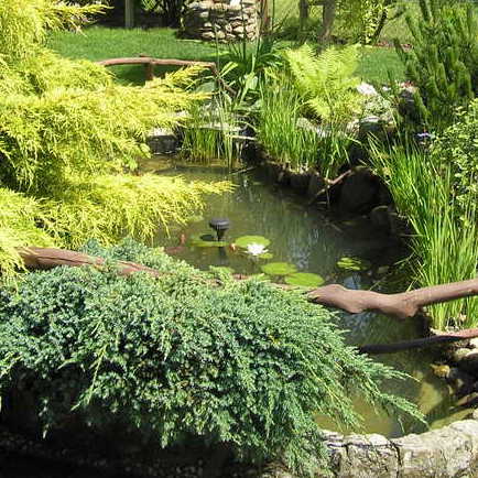 Oczko wodne otoczone jałowcami, sosną i trzmielinami.