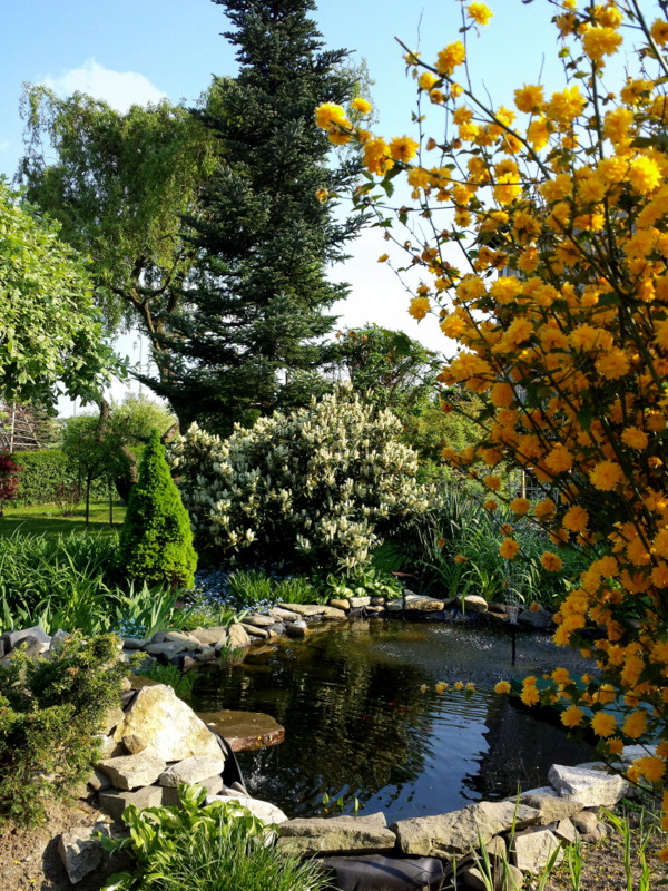 Oczko wodne z karpiami koi, w otoczeniu złocienia, laurowiśni, wierzby iwy, bambusa, irysów i traw wodnych, host oraz wielu innych gatunków roślin,w oczku pływają lilie. 
