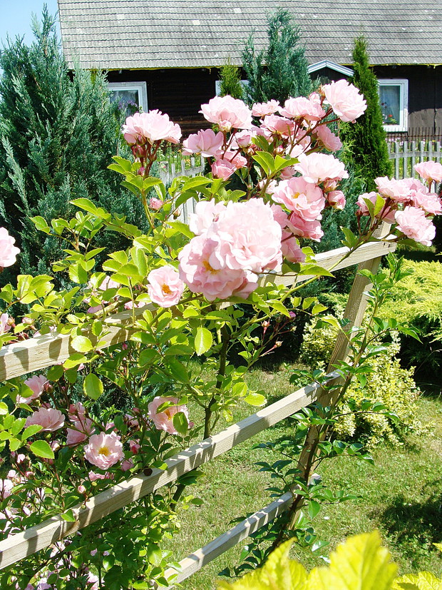 Odwdzięczyła się pięknym kwitnieniem