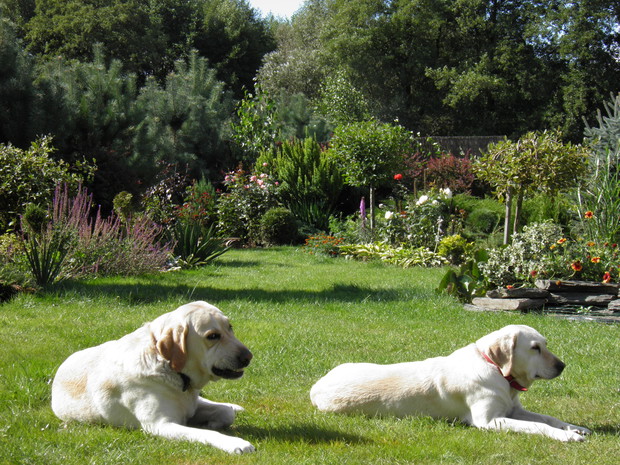 ogród jeszcze przed zaszłoroczną metamorfozą, chciałam Wam przedstawić moje słodkie szkodniki, minki mają świetne, właśnie zdałam sobie sprawę ile pracy włożyłam w zmiany ogrodu, a końca nie widać :)