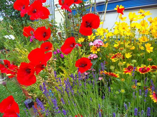 Ogródek wiejski Brata :D