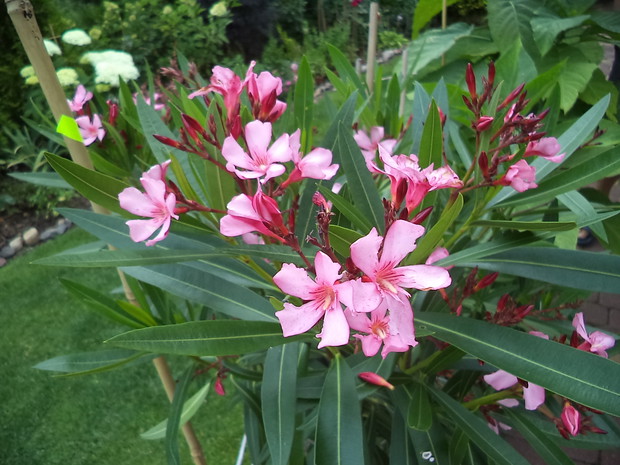 Oleander o różowych kwiatach