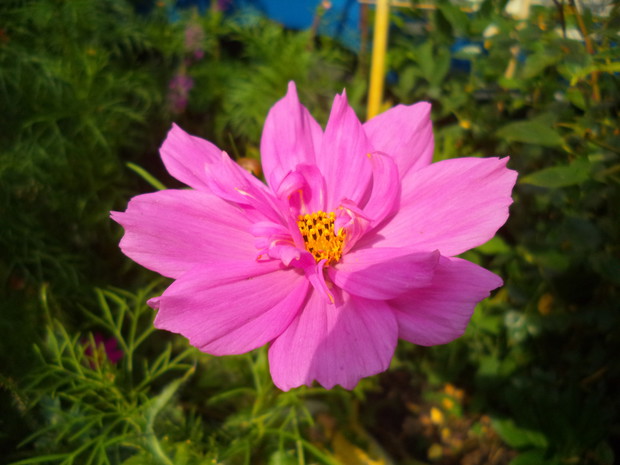 Onętek pół pełny