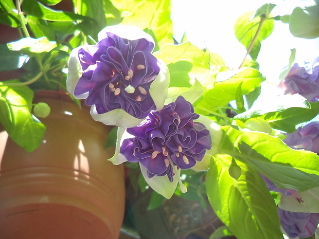 Panienki Baletnice czyli Ułanki zwisają w donicach