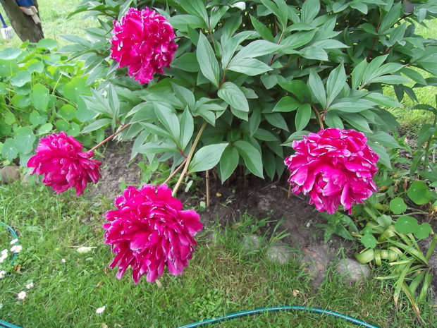 peonie, czyli piwonie.