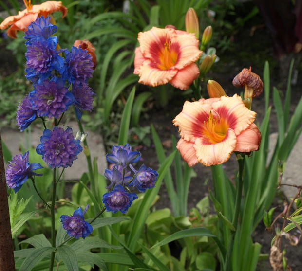 Piękna delfinia Blueberry Pie z kolorowym liliowcem