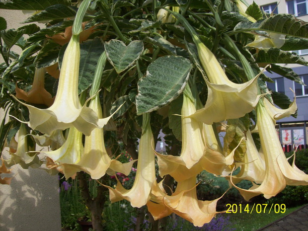 Piękne okazy Trąb Anielskich, zapach niesamowity. 