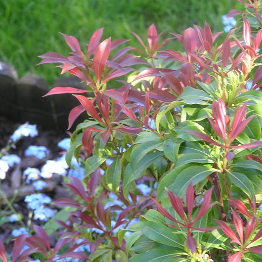 Pieris japoński w towarzystwie niezapominajek.