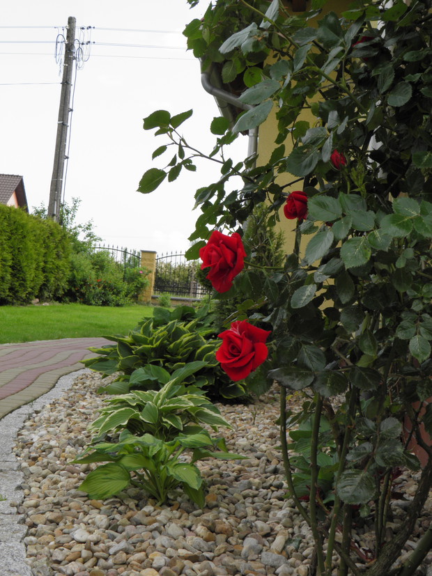 pierwsze kwiaty róży pnącej