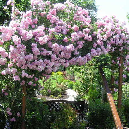 Pod różą ławeczka a przed nią stojak na hamak.