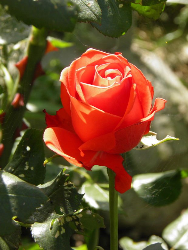 podczepił się pajączek