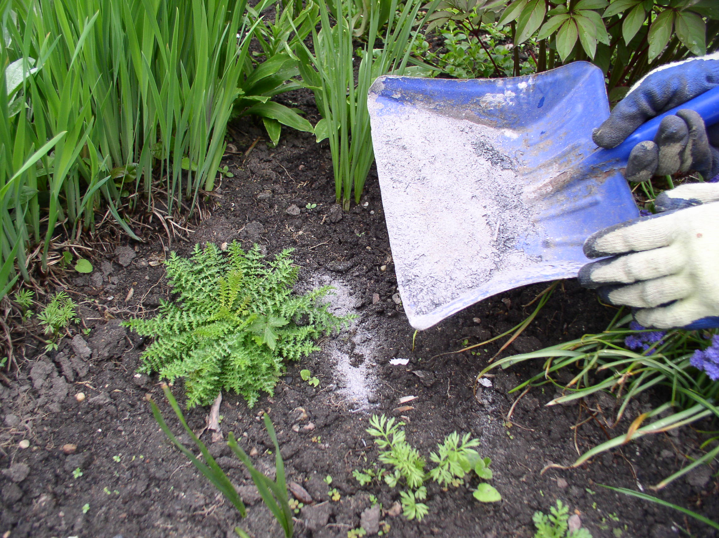 Popiół sypiemy pod rośliny i mieszamy go z ziemią. 