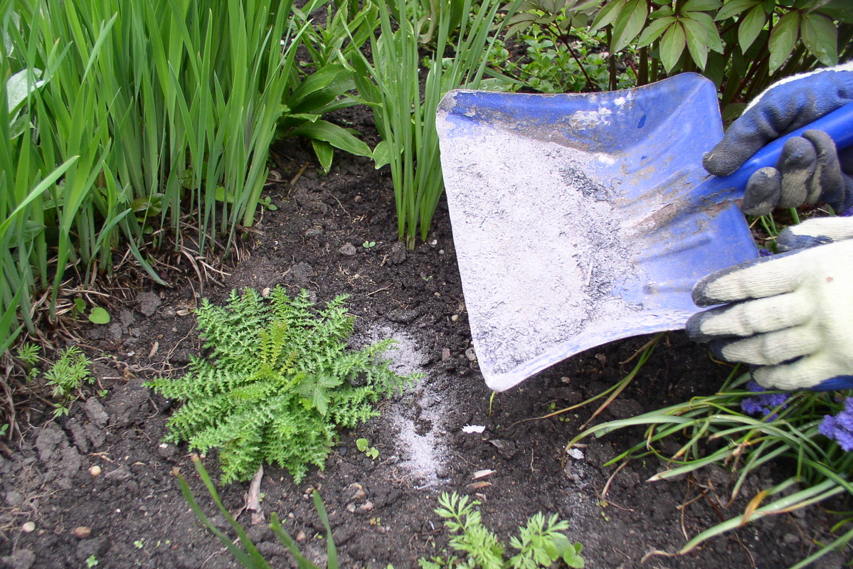 Popiół sypiemy pod rośliny i mieszamy go z ziemią.