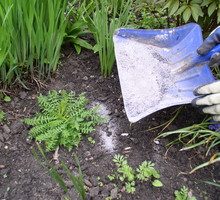 Popiół sypiemy pod rośliny i mieszamy go z ziemią.