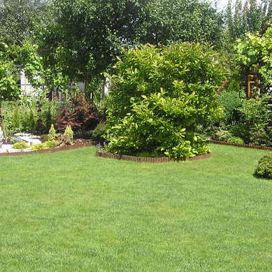 Pośrodku dziesięcioletnia magnolia.