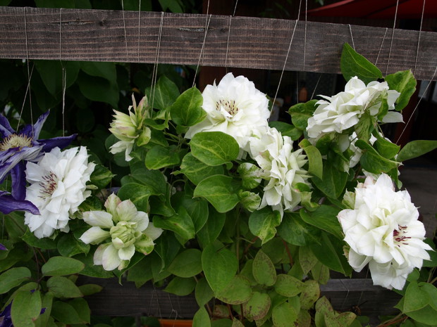 Powojnik pełny biały o dziwacznej nazwie YUKI NO YOSOO zakwitł bardzo obficie