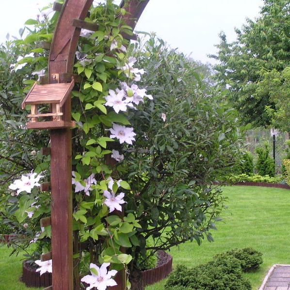 Powojnik "Snow Queen" w tle migdałowiec na pniu.