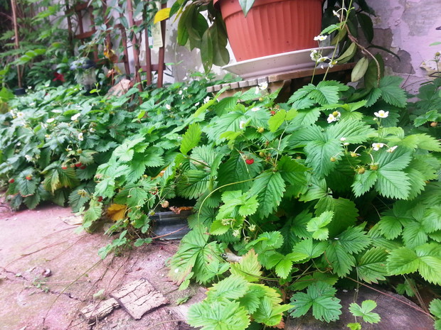 poziomeczki jest ich mnóstwo 