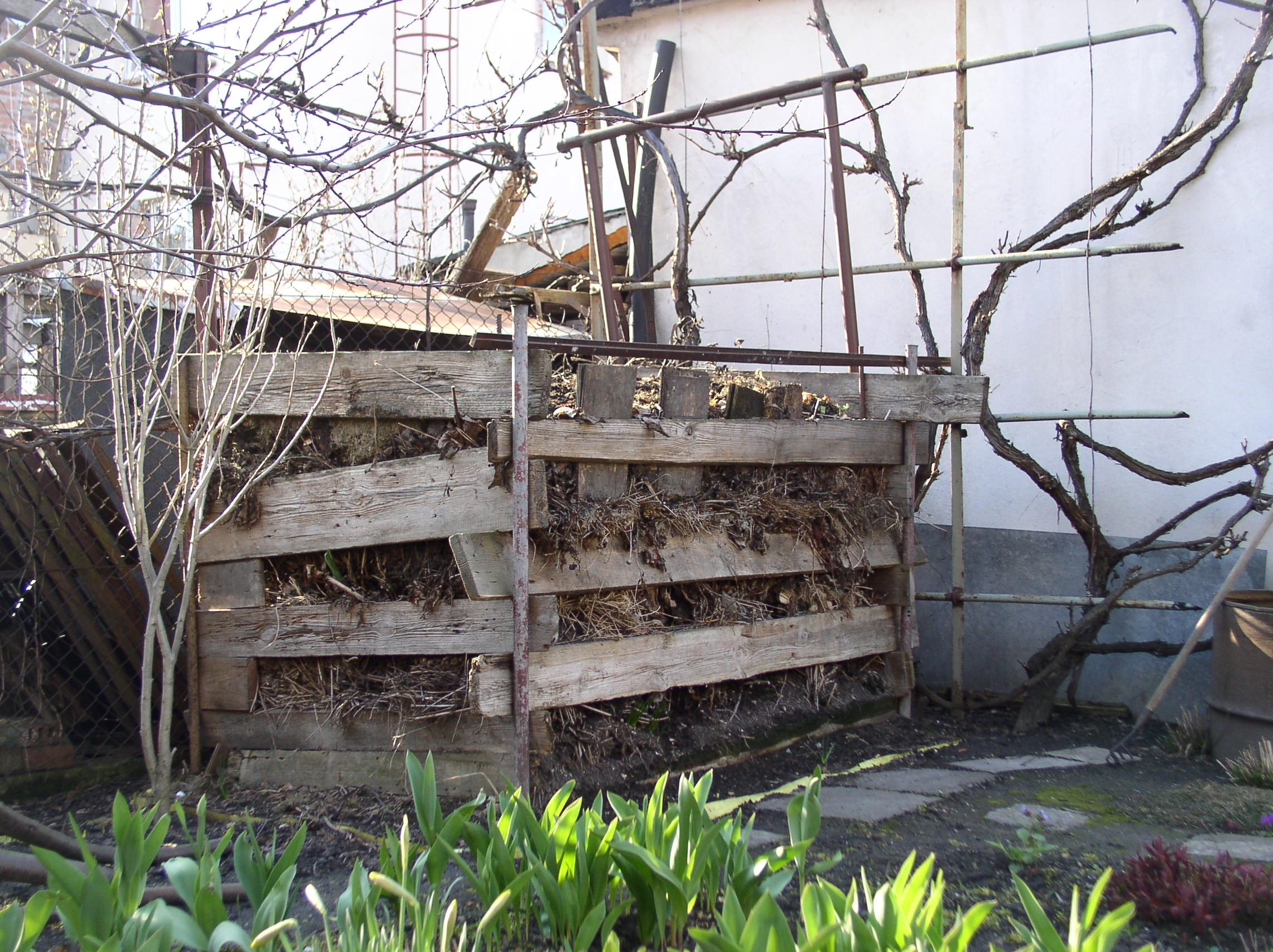 Przy kompostowniku posadziłem winogron i krzew hibiskusa. Gdy rośliny zazielenią się, maskują mało efektowne miejsce. 