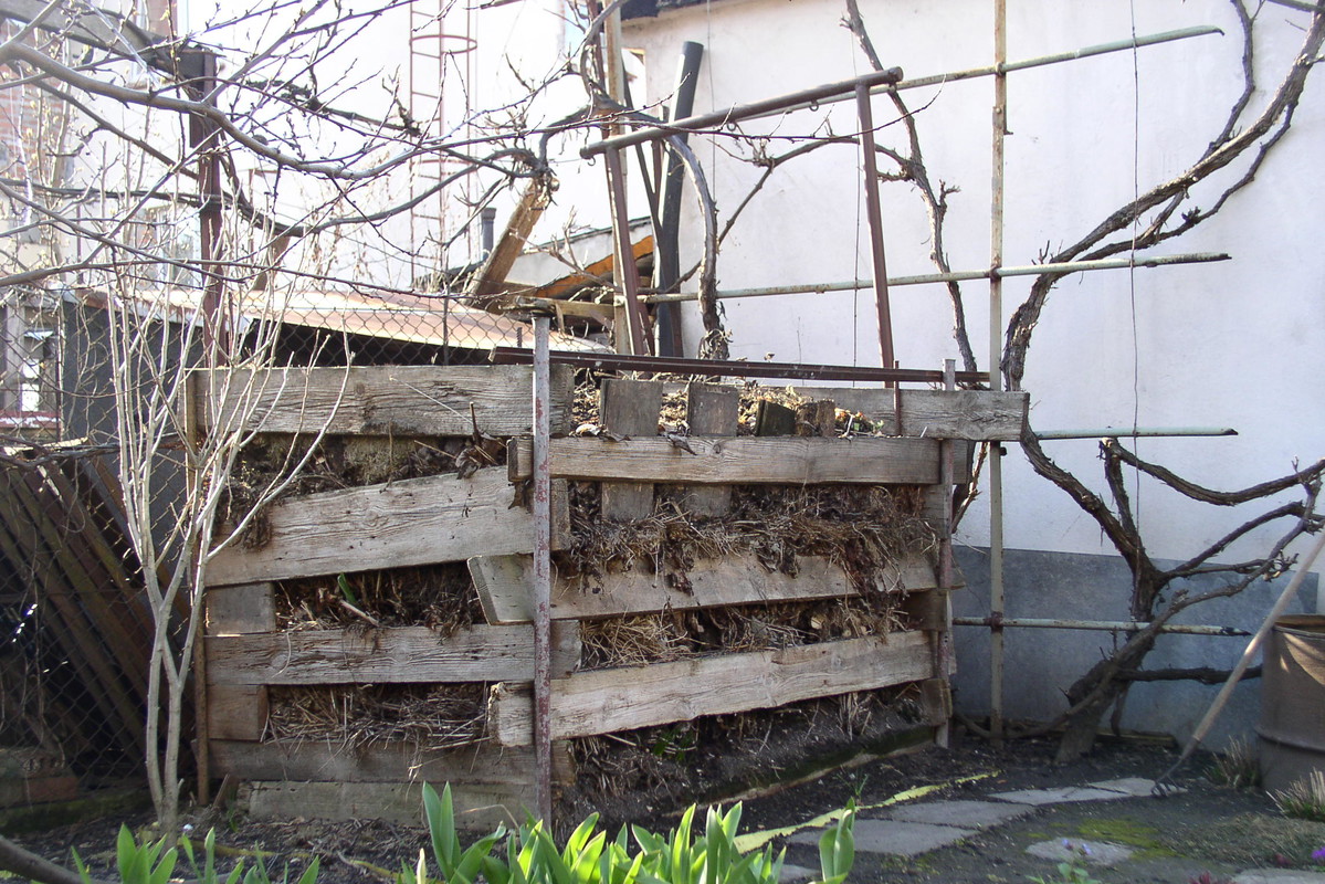 Przy kompostowniku posadziłem winogron i krzew hibiskusa. Gdy rośliny zazielenią się, maskują mało efektowne miejsce.