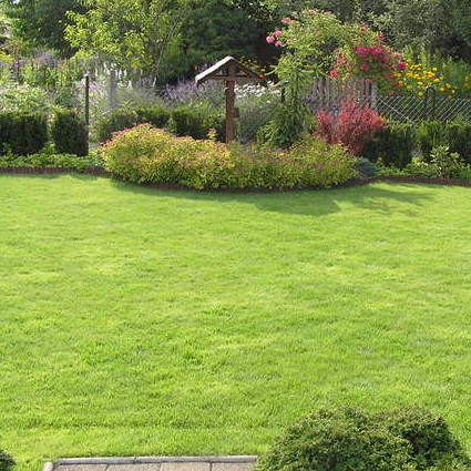 Przy ścieżce posadzone zostały cisy "Hillii".