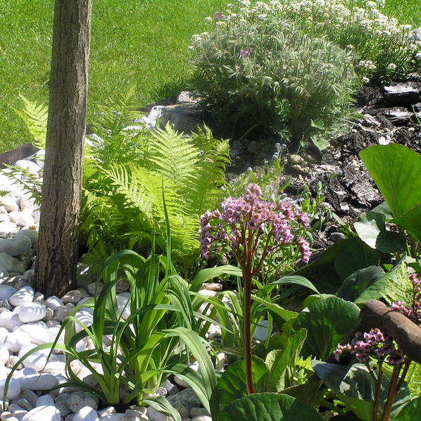 Przy skalniaku , pod wierzbą obok oczka wodnego.