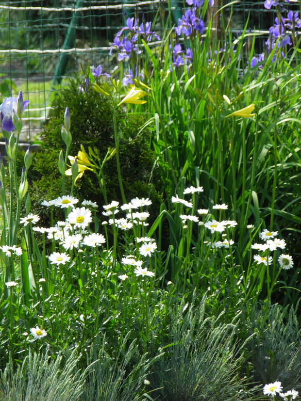 rabata kwiatowa, zaraz po irysach zaczynają wybuchają różem i czerwienią róże