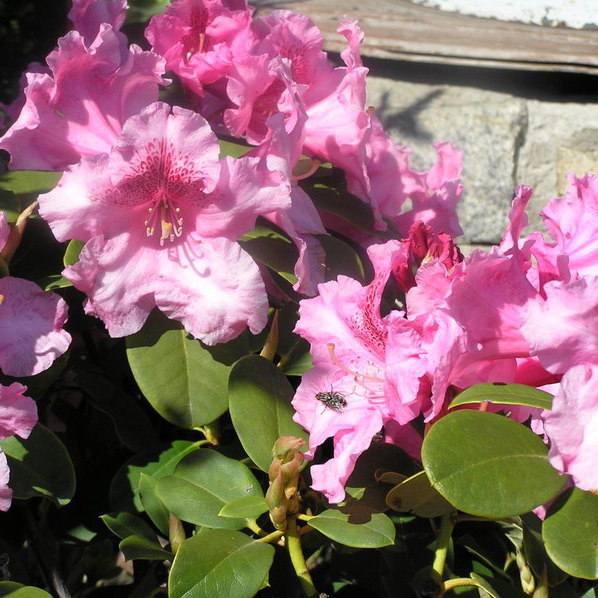 Rhododendron jakushimanum "Fantastica"