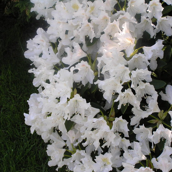 Rhododendron w pełni kwitnienia.