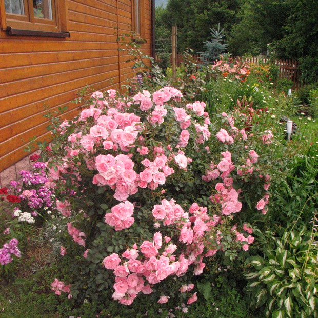 Róża, goździki i przyjaciele