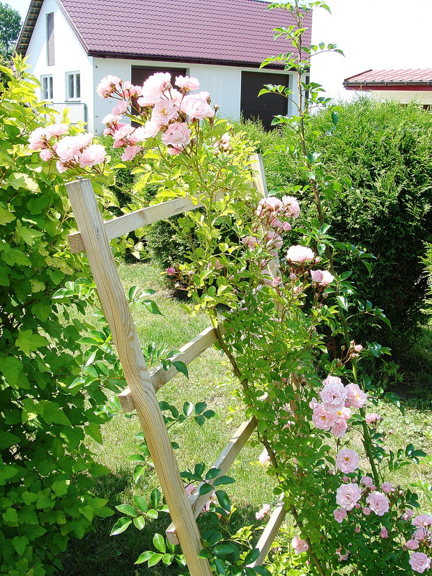 Róża którą wyhodowałam sama z gałązki,na podpórce zrobionej przeze mnie