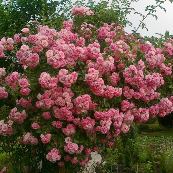 Róża w tym roku zaszalała, kwitła przepięknie.