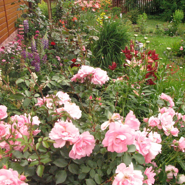 Róże, łubiny, liliowce. Kolorowy świat roślin