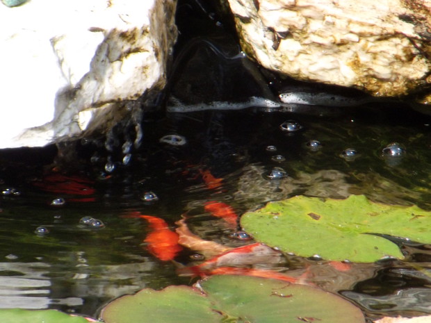 Rybki w oczku to dodatkowa ozdoba szumiącej wody.