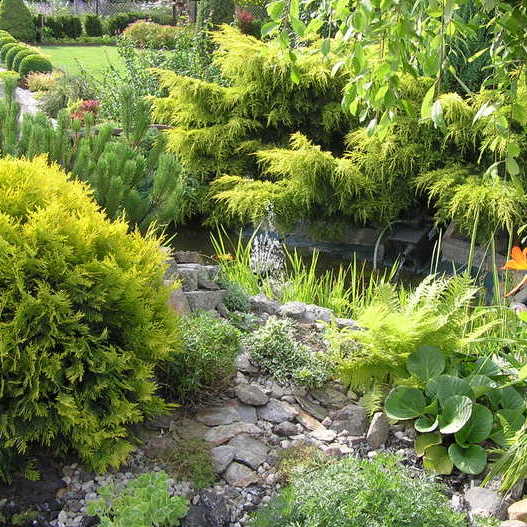 Skalniak przy oczku.