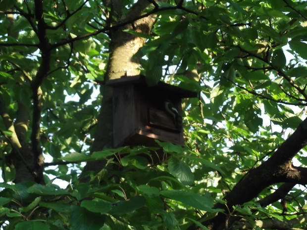 skrzydlaty mieszkaniec budki.