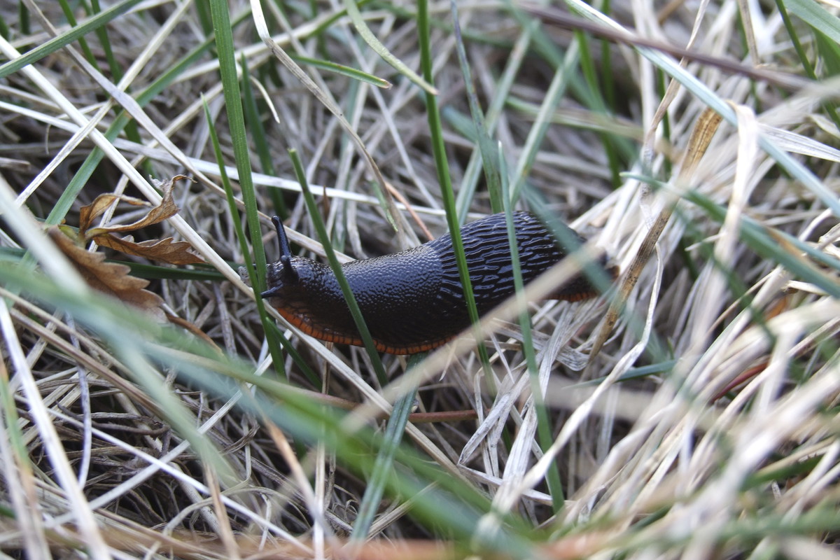 Ślimaki stronią od wielu roślin, dlatego warto sadzić na rabatach np. krwawnik, cząber lub szałwię.