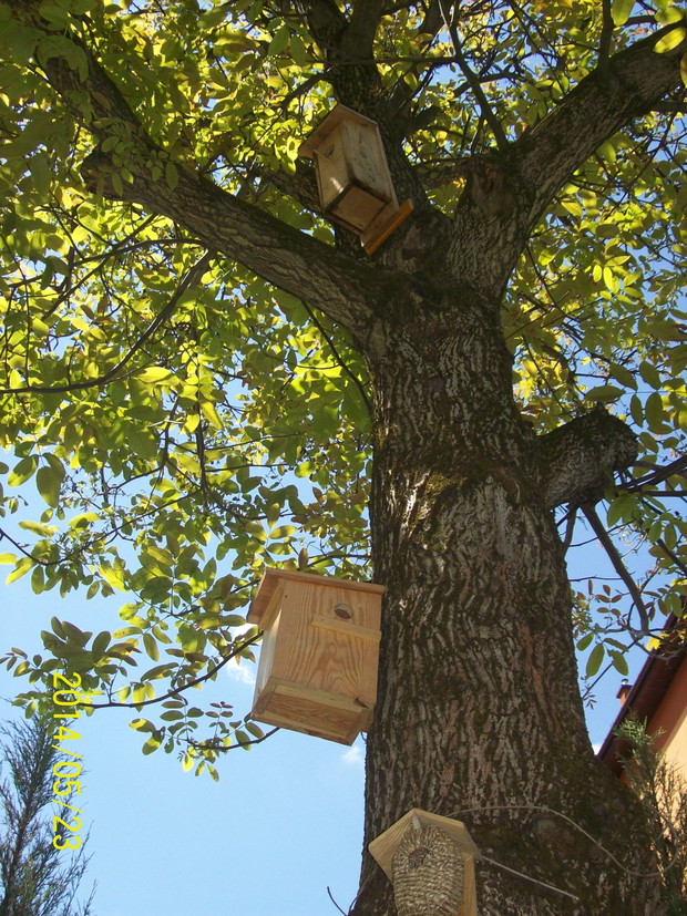 Stali bywalcy, ptaki.
