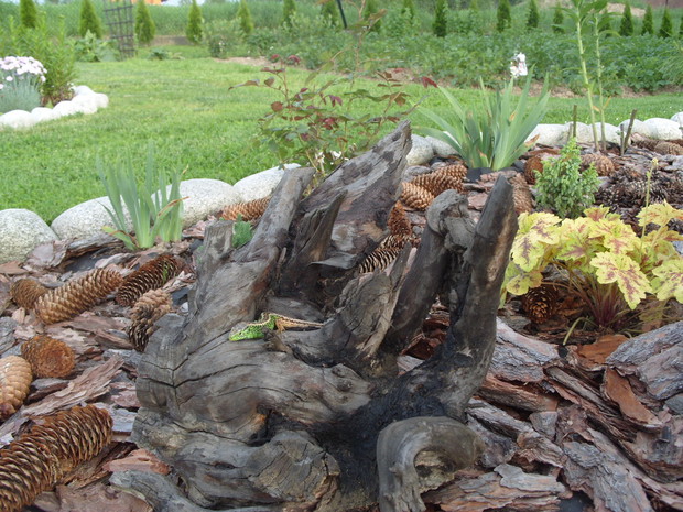 Stały bywalec naszego ogrodu.