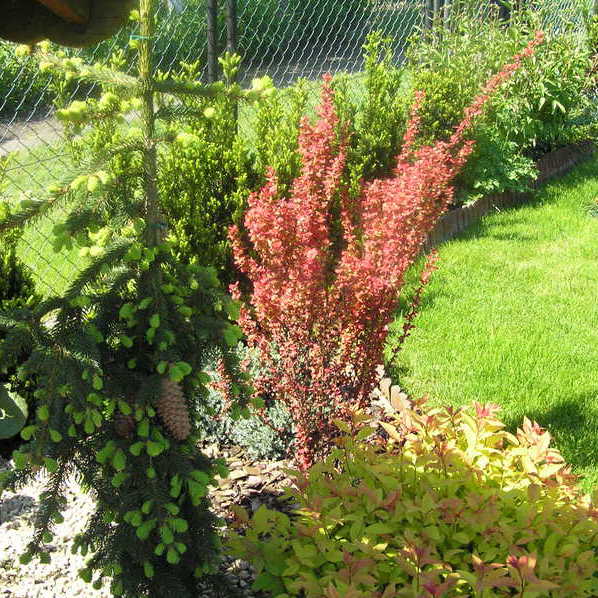 Świerk pospolity Inversa w towarzystwie berberysu i tawuły.