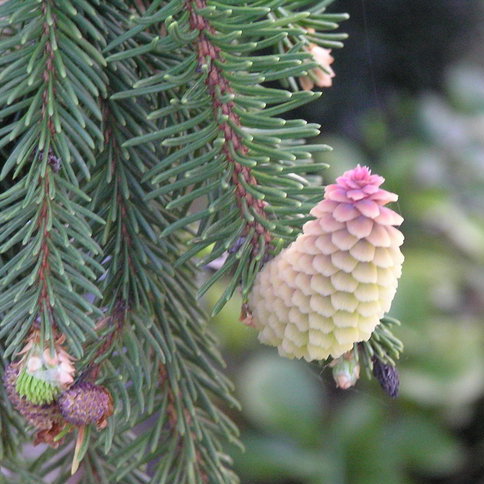 Szyszka u świerka pospolitego Inversa.