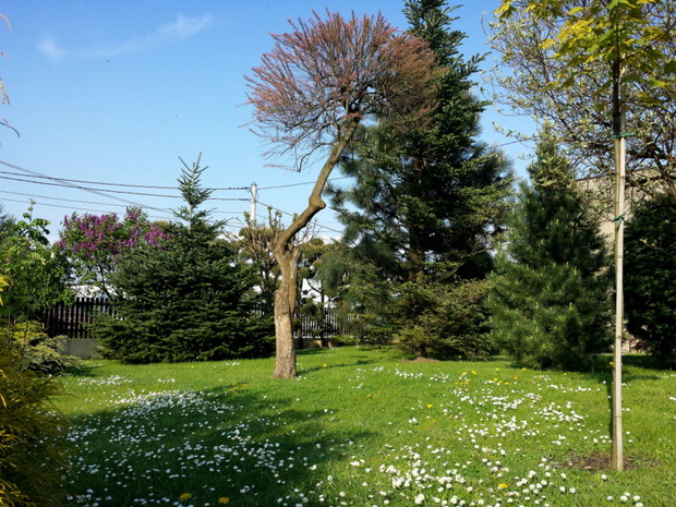 Tamaryszek w stokrotkach.