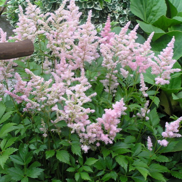 Tawułka Arendsa uwielbia sąsiedztwo naszego oczka wodnego.