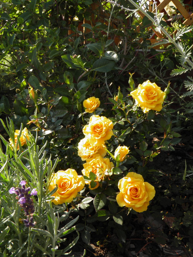 tej róży nie podobało się w domu a na tarasie - owszem, bardzo się podoba :)